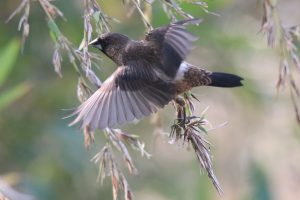 A White-rumped Munia taking off from a bamboo branch.
