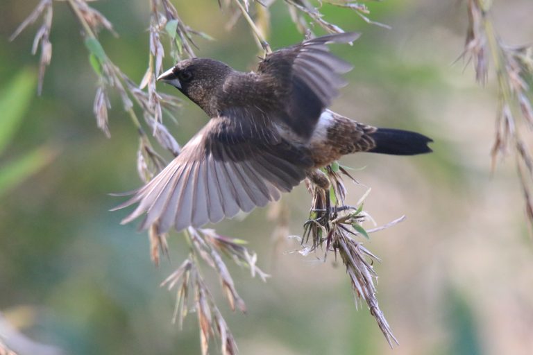 A White-rumped Munia taking off from a bamboo branch.