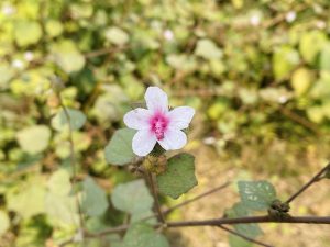 A delicate pink flower with five petals, featuring a lighter outer edge and a darker pink center. 