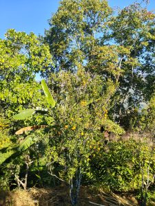 A sunny landscape featuring various trees and plants, including a small citrus tree laden with orange fruit.