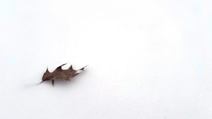 A single dead brown leaf on a field of pure white snow.