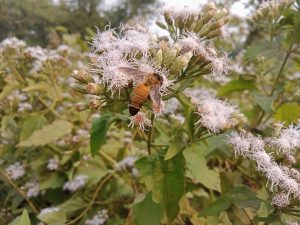 Honey bee on white flowers, Kawtoli, Brahmanbaria, Bangladesh