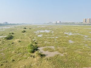 Surat’s Tapi River wetland glowing in winter sunlight with green grass, shallow water, and city buildings under a clear blue sky.
