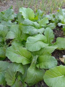 Fresh green spinach growing in a field.