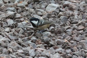 Coal Tit standing on gravel with a peanut in his beak
