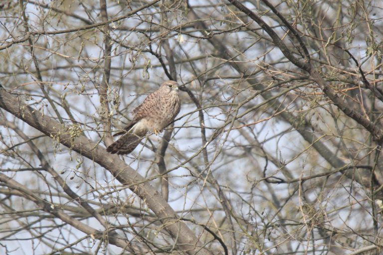 A Common Kestrel (红隼) is perched on a thin branch.