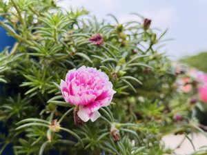 A close-up of a pink and white flower amidst green foliage.