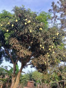 A picture of a leafy green giant mango tree hanging with the fresh and unripe mangoes.