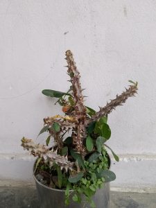 A potted cactus with thick, spiny branches is positioned against a pale wall