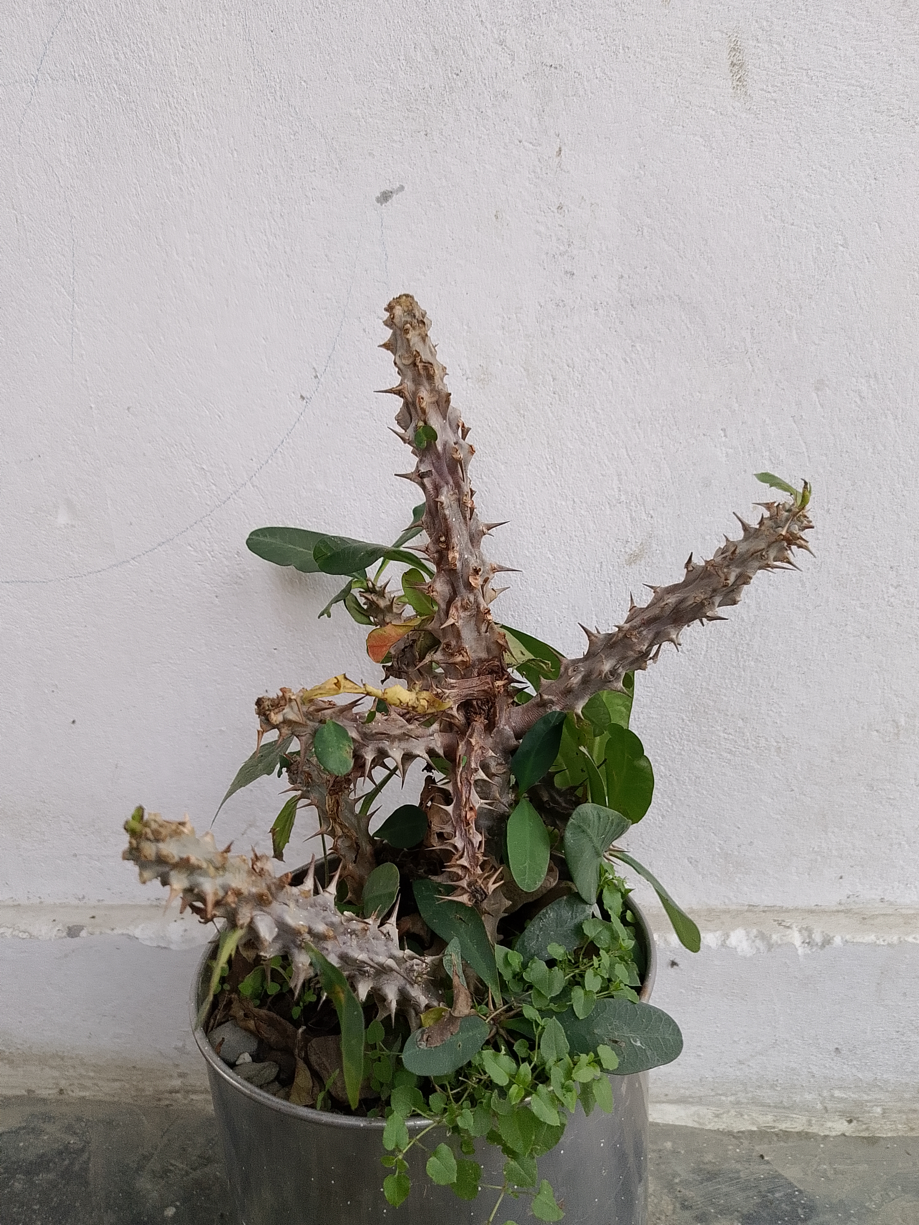 A potted cactus with thick, spiny branches is positioned against a pale wall