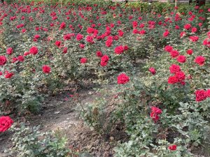 A garden full of blooming red roses on green stems, glowing softly in natural sunlight.