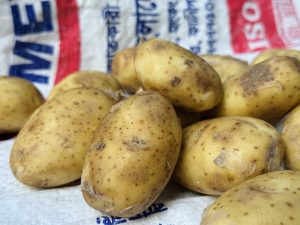 Close-up of yellow potatoes with brown spots on a white sack.
