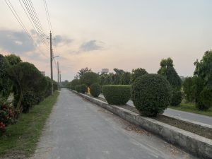 A narrow paved path lined with neatly trimmed, round bushes and trees on both sides under a soft evening sky, conveying calmness and order.