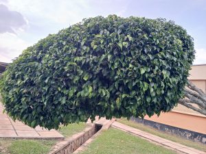 A rounded, lush green tree with dense foliage occupies the foreground. 