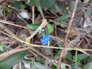 A small blue coloured flower in the jungle with the background of dried leaves and some green bamboo sticks at Kawtoli, Brahmanbaria.
