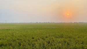 A vast green field of rice crops stretches across the foreground, showcasing lush, healthy plants. In the background, a soft sunset casts a warm orange glow in the sky, blending into lighter tone.