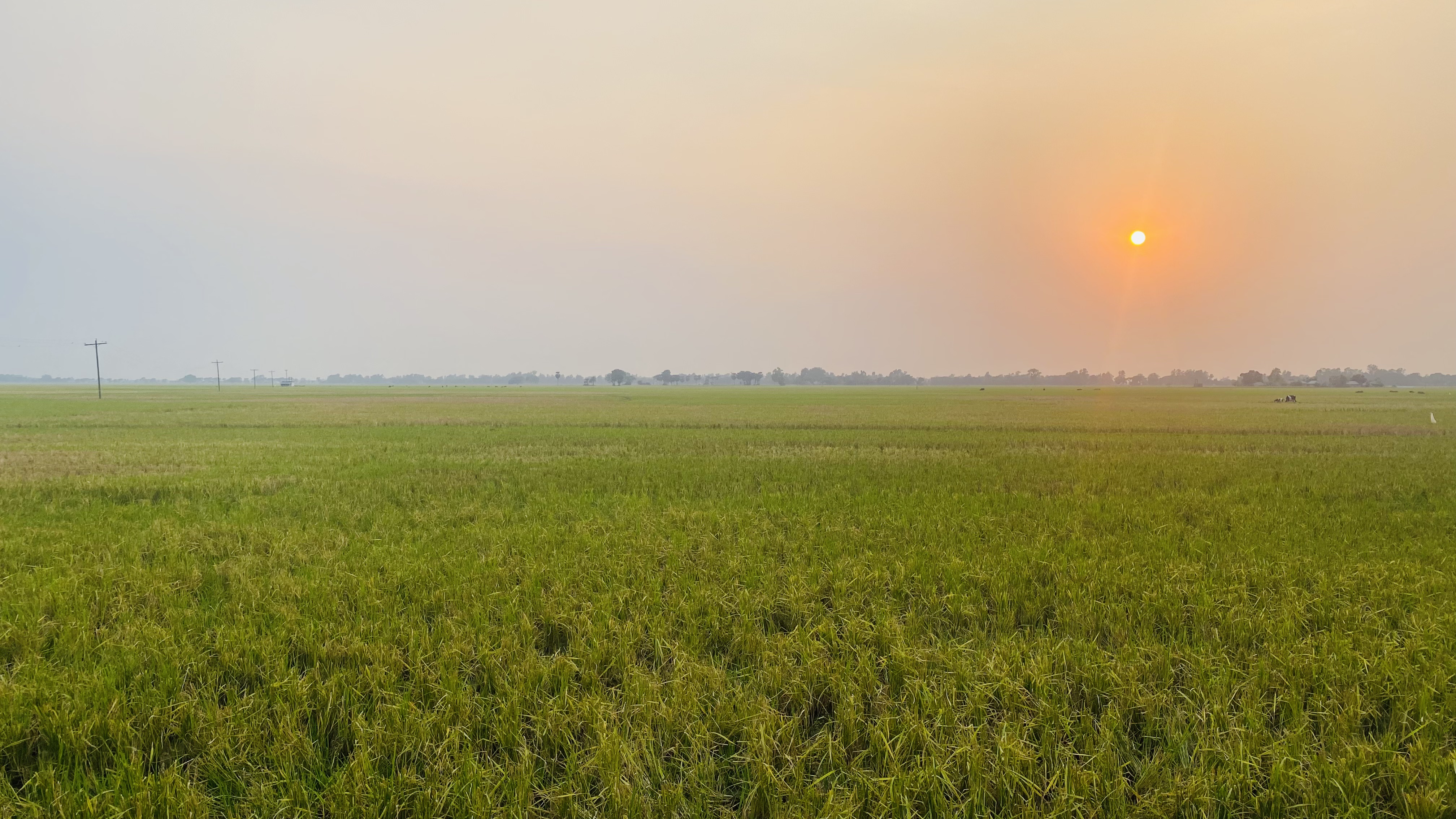 A vast green field of rice crops stretches across the foreground, showcasing lush, healthy plants. In the background, a soft sunset casts a warm orange glow in the sky, blending into lighter tone.
