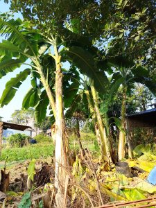 Tall banana plants with large green leaves under a clear blue sky, with debris on the ground and a partially visible building behind.