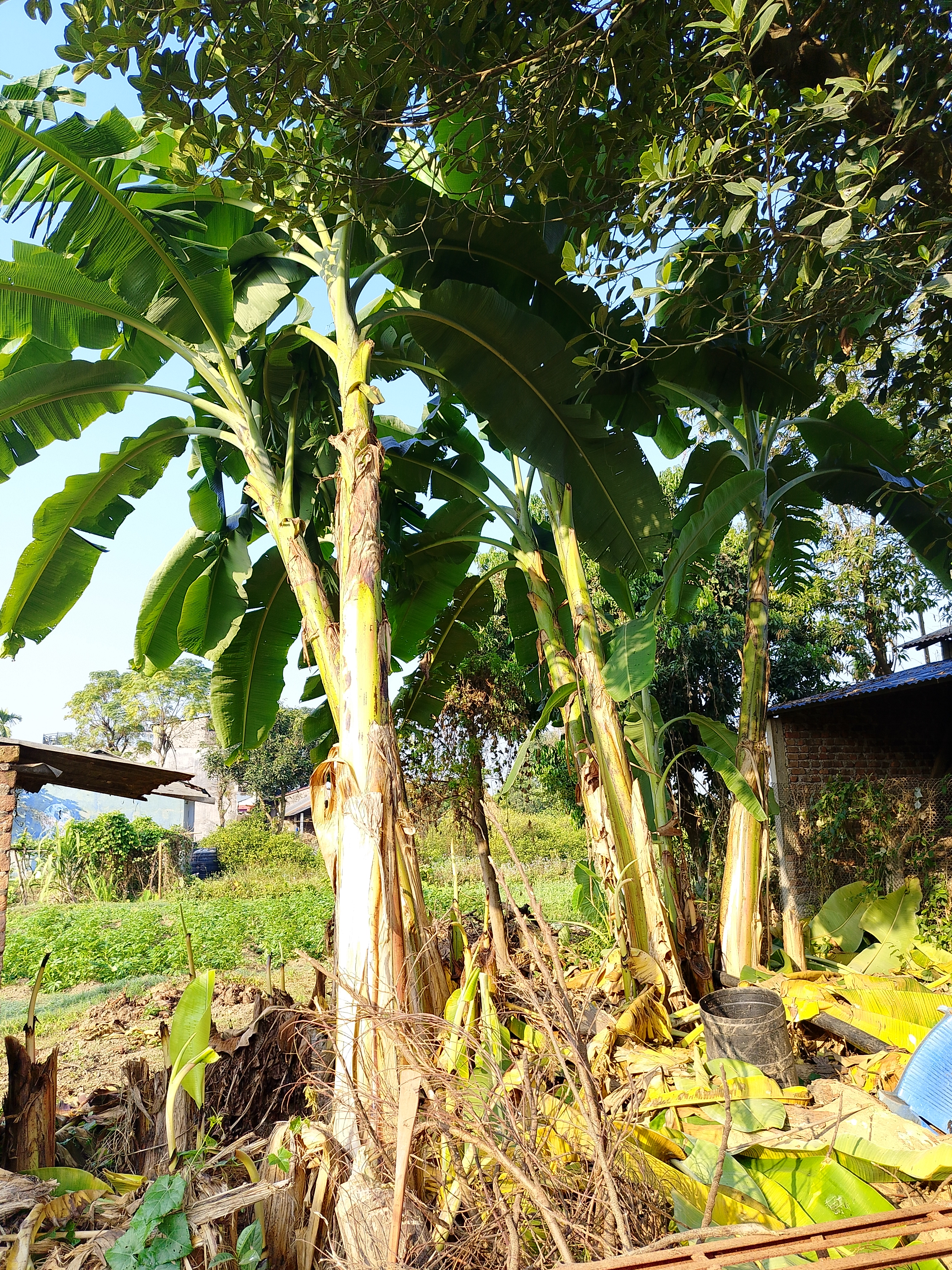 Tall banana plants with large green leaves under a clear blue sky, with debris on the ground and a partially visible building behind.