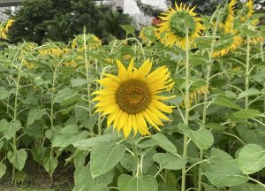 “Don’t follow the crowd, face your own sun.”
Among the sunflowers facing away, there is one solitary flower facing directly at the camera.