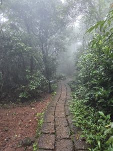 A beautiful natural scenic view of a small human walking pathway in the forest. The weather seems winter with fog and the ground surface of the path looks wet.