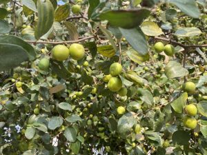Tree branches covered with green jujube fruits and glossy leaves, creating a fresh, abundant look.