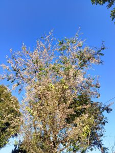 An image of a big tree with spreading branches of small white flowers, with a clear blue sky in the background.