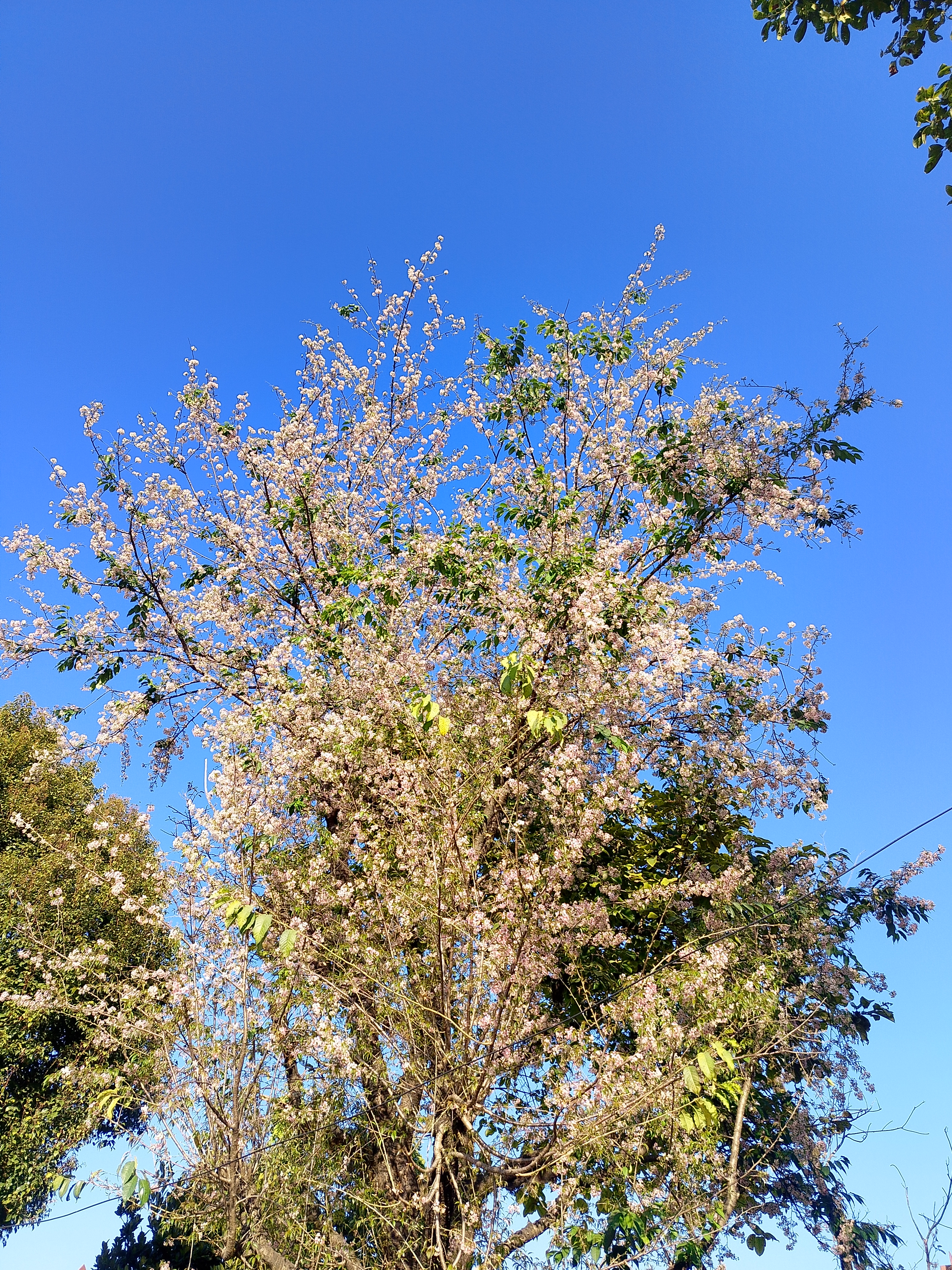 An image of a big tree with spreading branches of small white flowers, with a clear blue sky in the background.