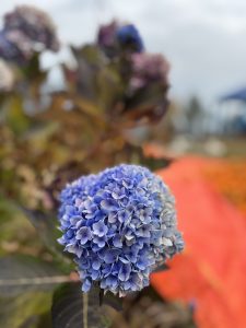 A close-up of a blue hydrangea flower, showcasing clusters of small, delicate petals that range in shade from light to dark blue.