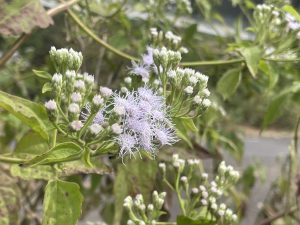 A close-up photograph of delicate clusters of small, light purple flowers surrounded by green leaves.