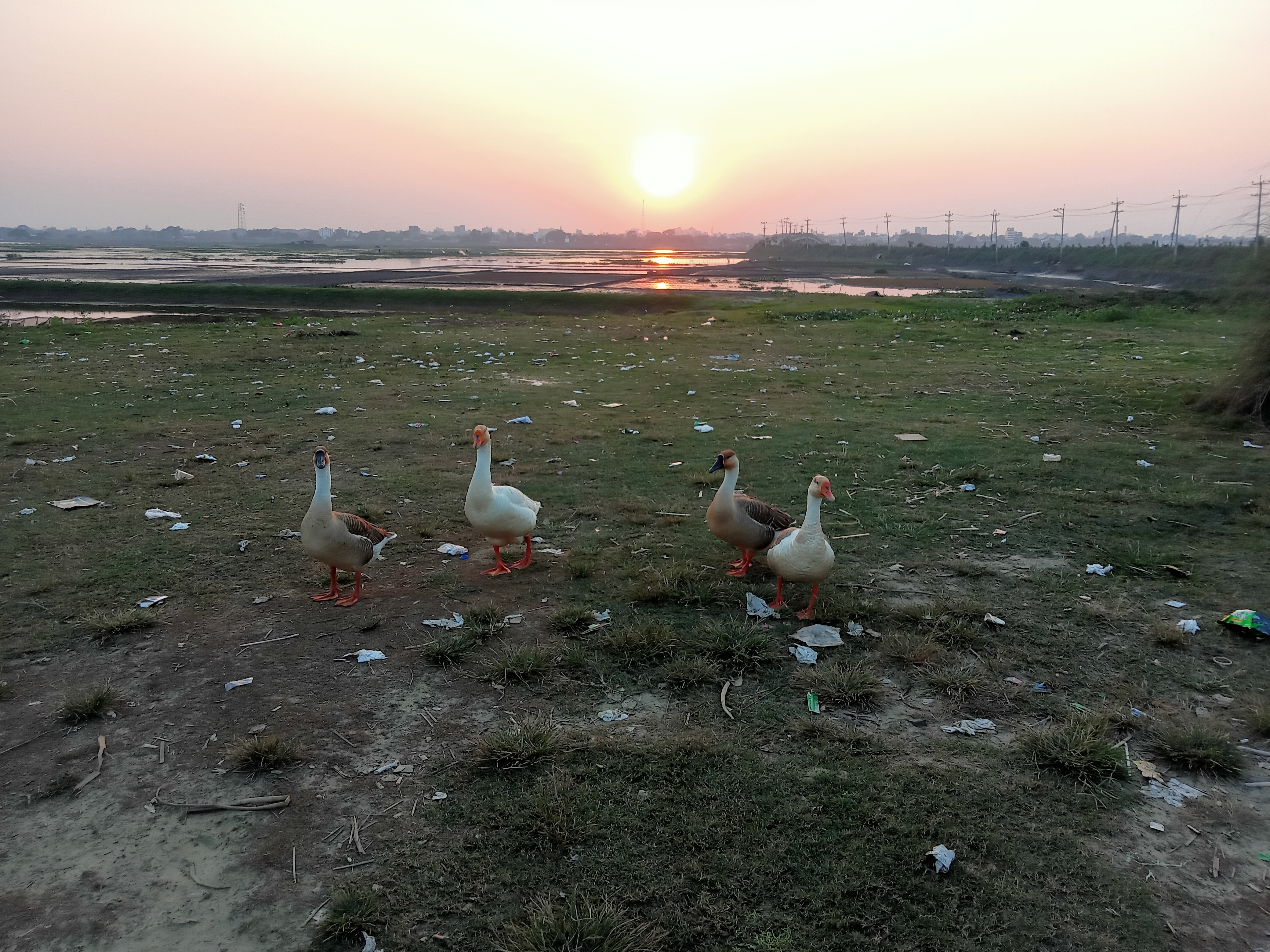 Four geese on a grassy field at sunset in Kawtoli, Brahmanbaria, Bangladesh.