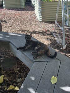 A tortoiseshell cat lounges on a wooden bench in a garden, surrounded by mulch and raised planters. A single yellow leaf is visible in the foreground.