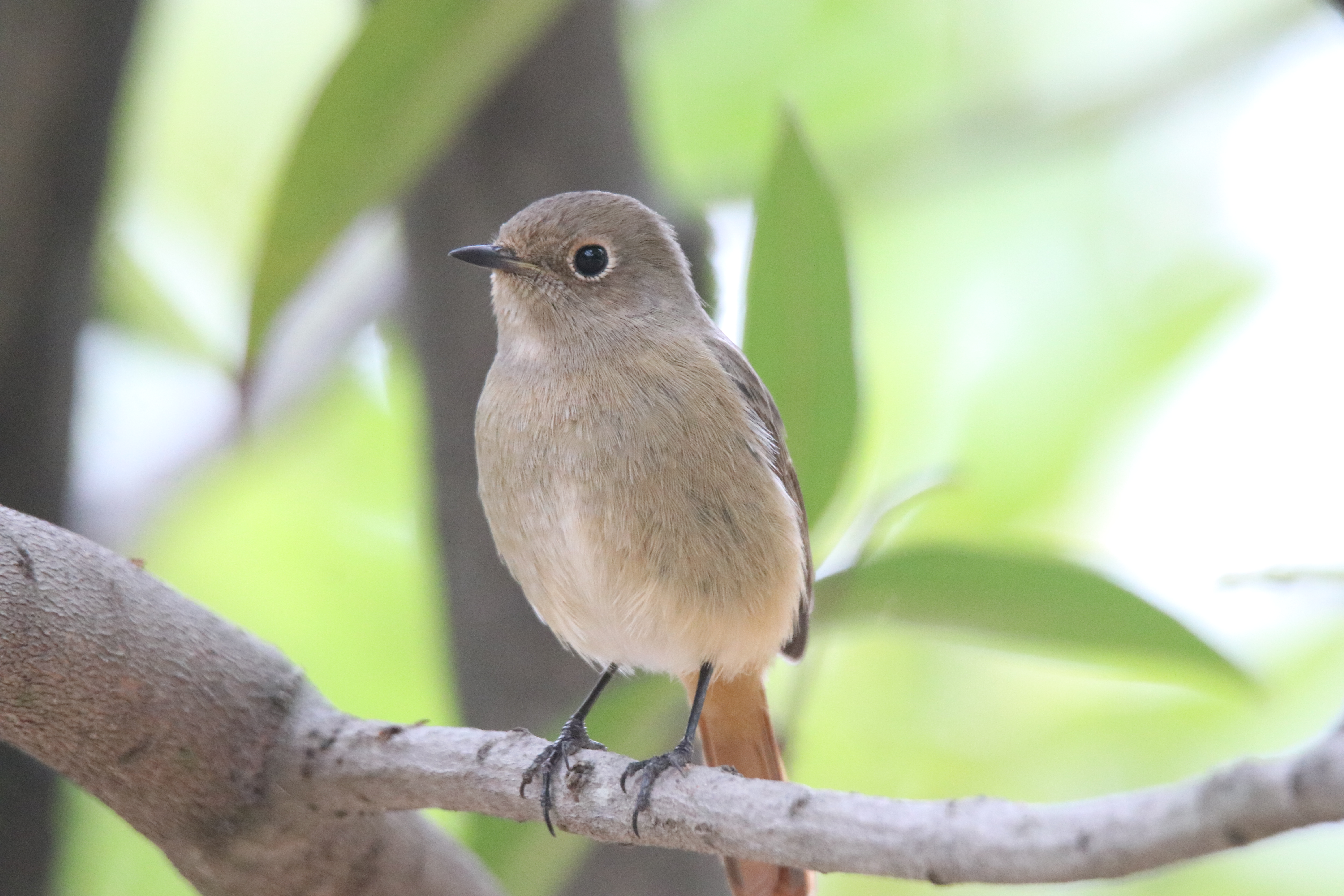 A female Daurian redstart sitting on a tree branch.