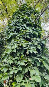 A lush, dense growth of green leaves climbing a tree trunk, with a mix of vibrant foliage and thin, winding vines.