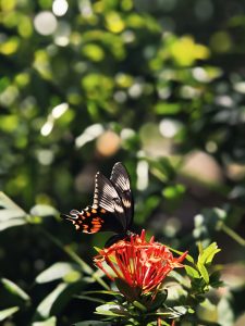 A black butterfly with orange markings rests on bright red flowers surrounded by lush green foliage