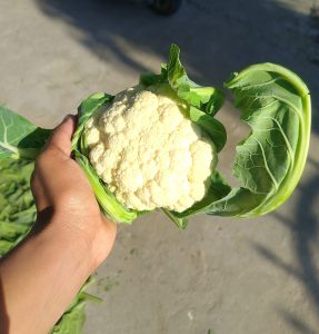 A person's hand holds a fresh, whole cauliflower surrounded by its green leaves.