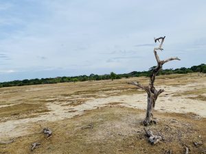 Dry landscape in Srilanka with a dead tree in front, parched ground, and green forest in the distance.