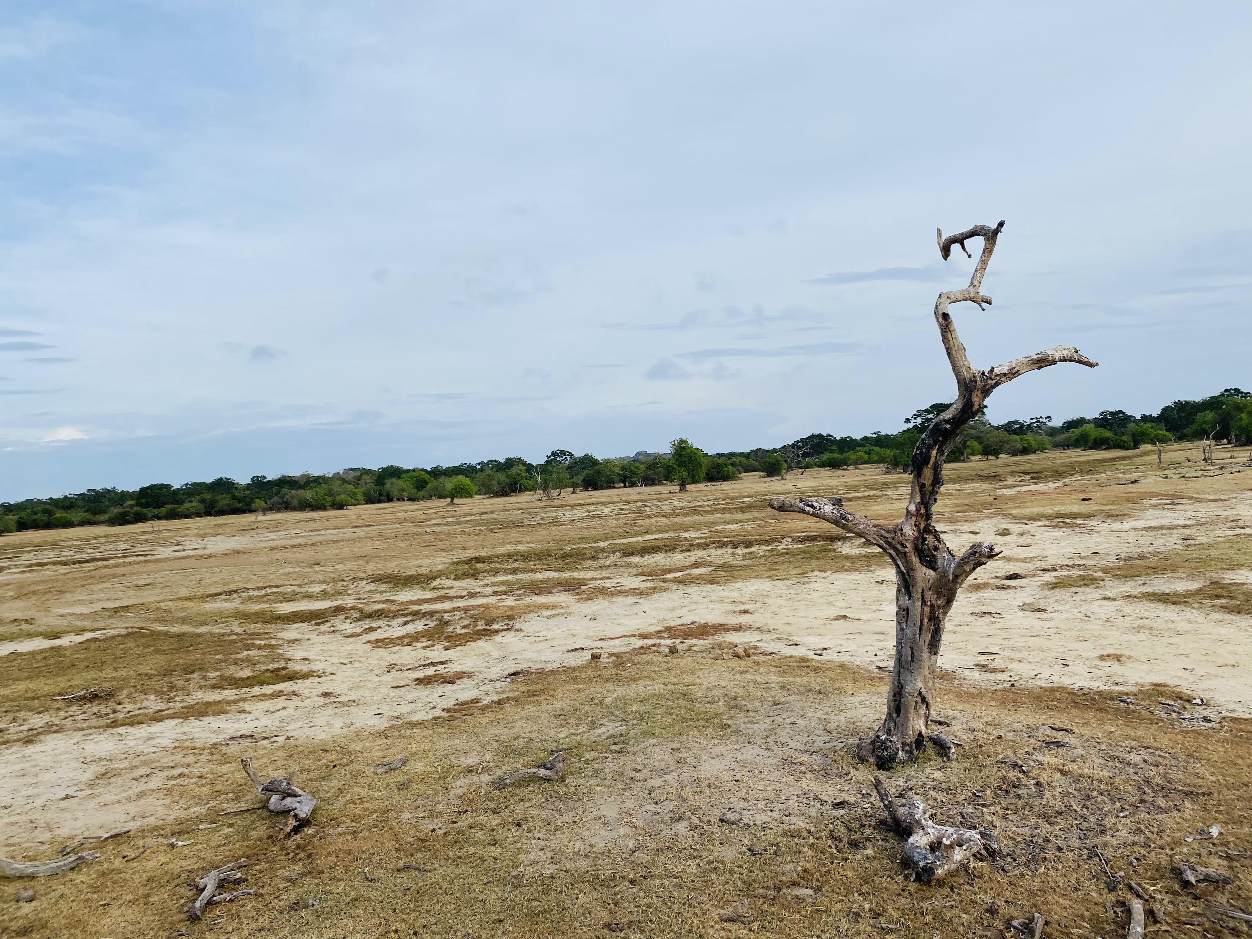 Dry landscape in Srilanka with a dead tree in front, parched ground, and green forest in the distance.