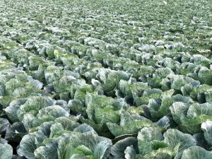 A vast field filled with large, green cabbage leaves extending towards the horizon, creating a lush, textured landscape. 