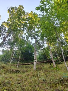 A green forest with tall trees under a bright blue sky.