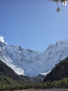 A scenic view of majestic snow-covered mountains under a clear blue sky, with lush green coniferous trees in the foreground.