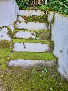Old concrete steps covered in green moss and small plants show nature slowly reclaiming space. This peaceful scene reflects Kerala&rsquo;s humid climate and greenery, photographed in Kozhikode, Kerala. 