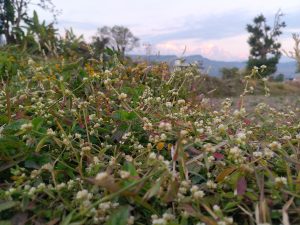 A field of small white flowers and green leaves set against soft mountains and a cloudy sky.