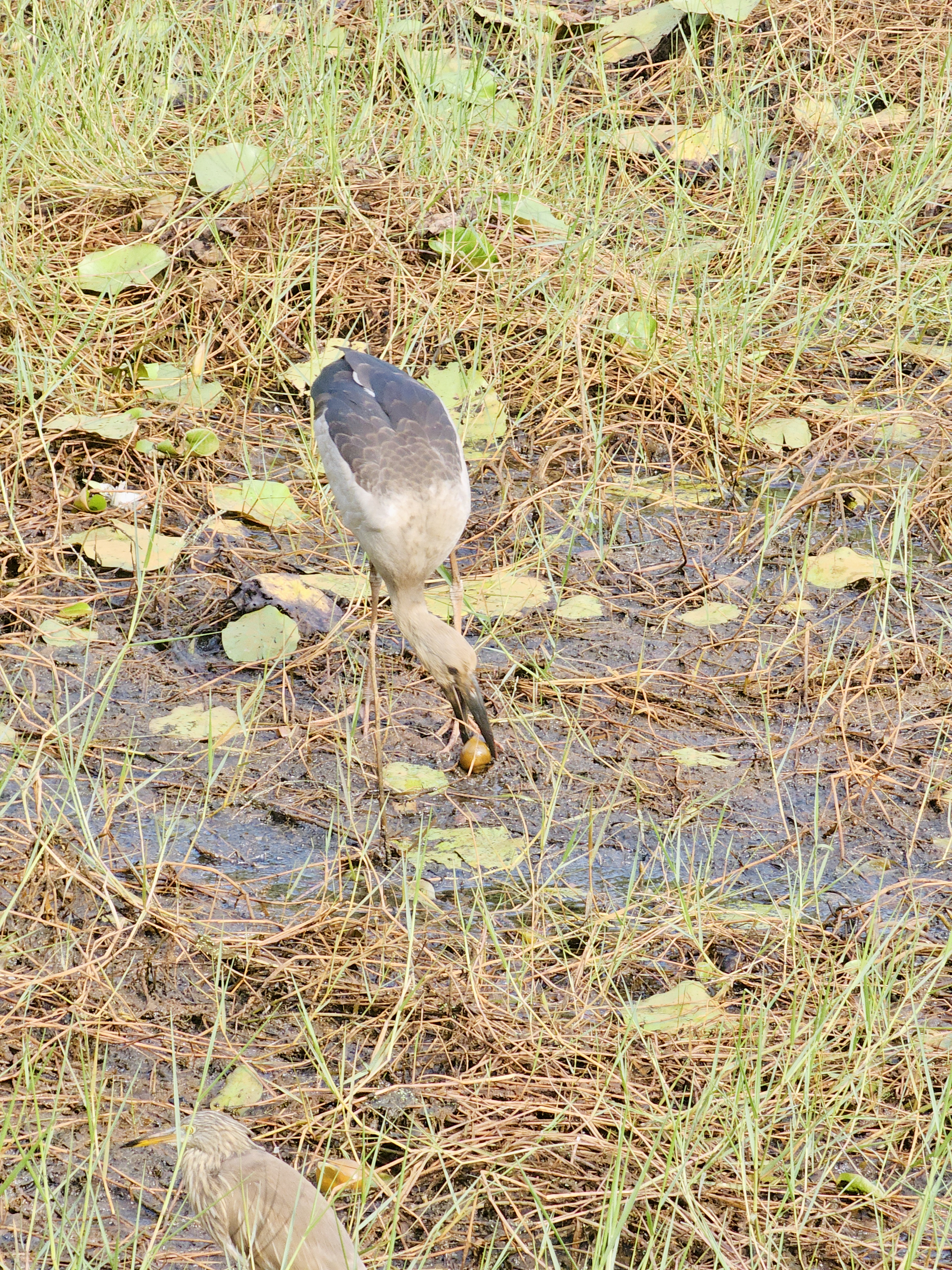 The Asian openbill is caught mid-action, picking up a snail from the wet ground, highlighting its feeding skill and focus. Taken in Perumanna, Kozhikode, this image reflects everyday wetland life and the balance of nature.