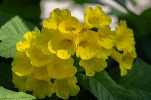 A cluster of bright yellow flowers with a velvety texture sits among lush green leaves. The flowers are trumpet-shaped with frilled edges, showcasing a vibrant and cheerful appearance.