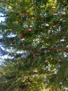 A lush canopy of green leaves dotted with small, bright pink flowers creates a vibrant, sunlit scene full of natural beauty.