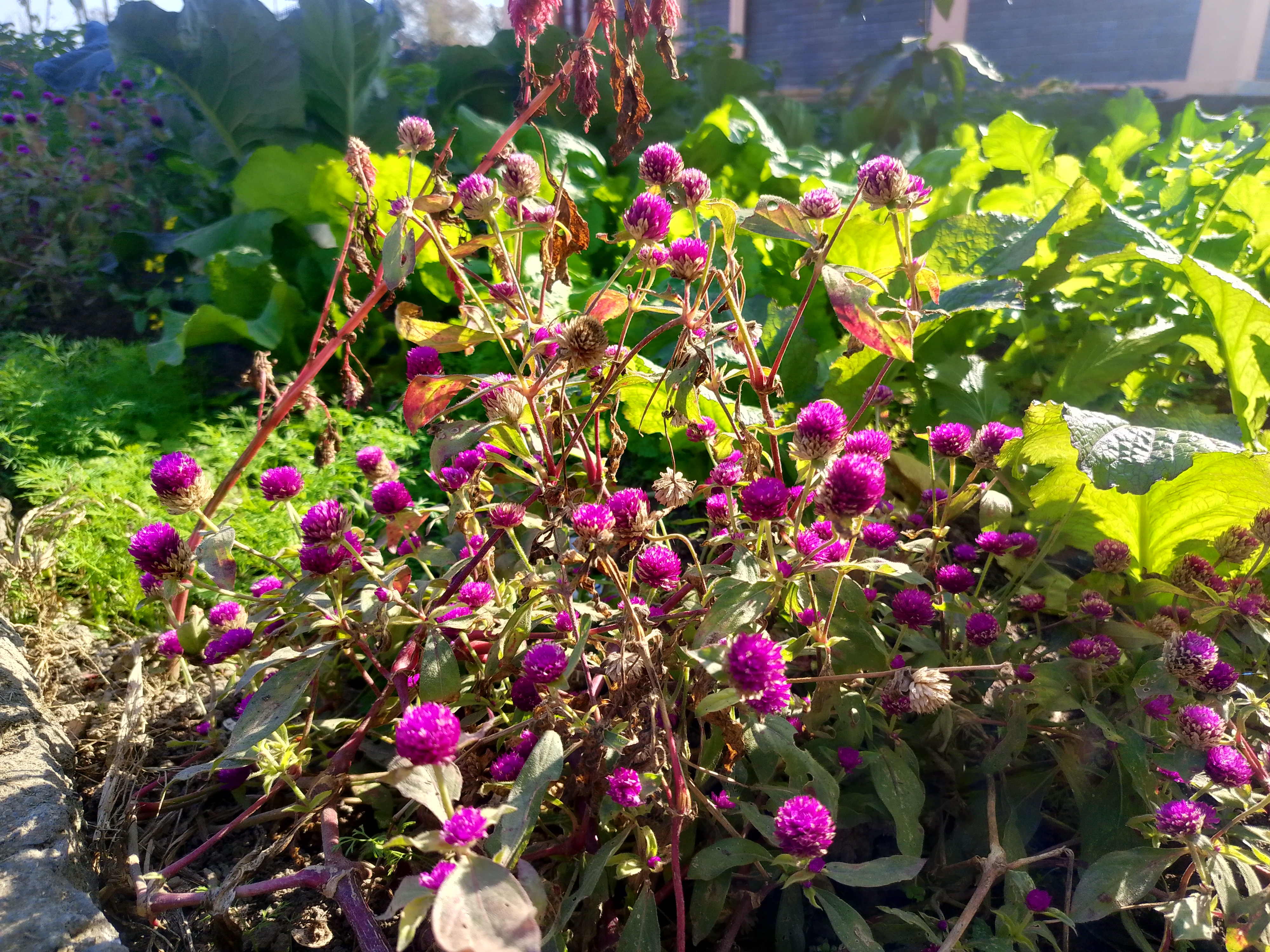A cluster of vibrant purple flowers with round shapes is surrounded by lush green foliage. 
