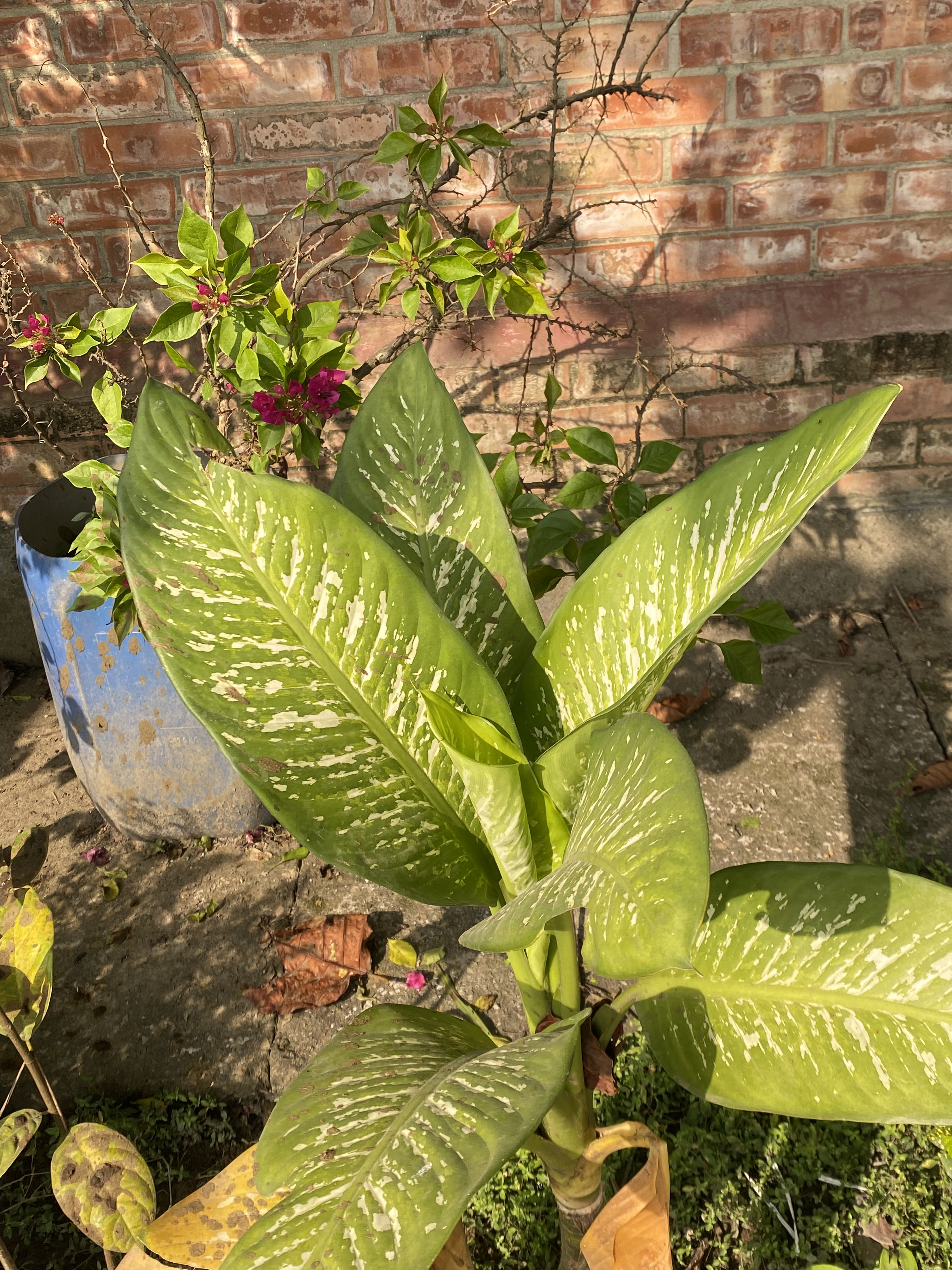 A close-up of large, green leaves with white streaks, featuring a mix of healthy and yellowing foliage, situated near a blooming bougainvillea with magenta flowers.