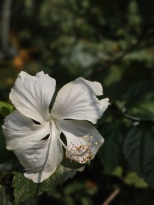 A beautiful, bright white hibiscus flower in full bloom is the central focus, surrounded by green leaves and a softly blurred background.