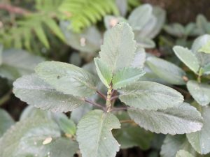 A close-up of a green plant with broad serrated leaves and a reddish stem, set against fern leaves.